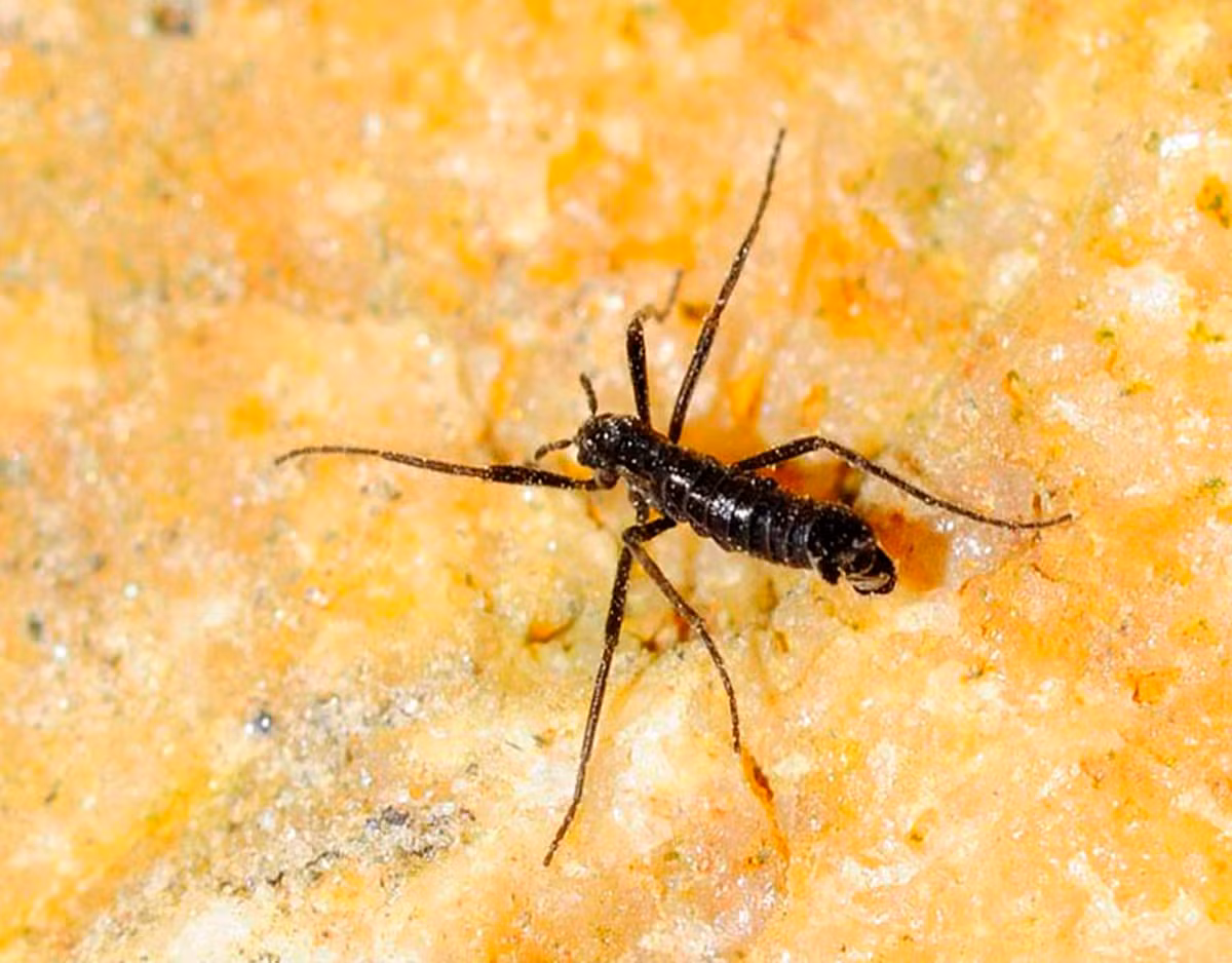 Loài ruồi Belgica antarctica có cơ thể nhỏ xíu, chỉ khoảng 0,2-0,58 cm chiều dài nhưng lại là động vật trên cạn lớn nhất của Nam Cực.