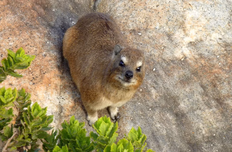 Bộ Đa man hay còn gọi là thỏ đá, chuột đá hay chuột Hyrax là một bộ động vật có vú ăn cỏ có lông dày, đuôi ngắn, thường bị nhầm lẫn với các loài gặm nhấm, nhưng có họ hàng gần với voi hơn.