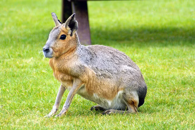 Chuột lang Patagon là loài gặm nhấm lớn có họ hàng rất gần với chuột lang nhà nhưng lại sở hữu diện mạo y như những con thỏ.
