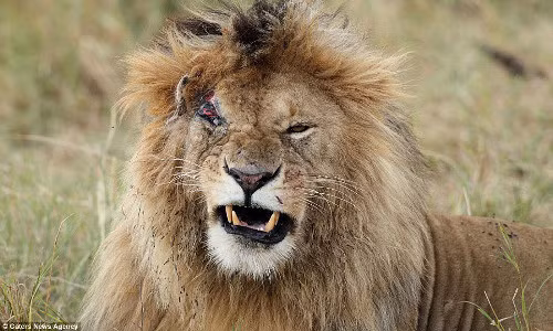 Nhiếp ảnh gia cho biết, cuộc chiến kịch liệt diễn ra trong chớp nhoáng và thật khó có thể tin được.