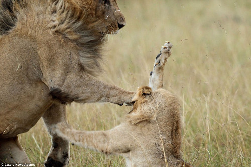 Nó cũng dùng chân trước đánh vào đầu sư tử cái.