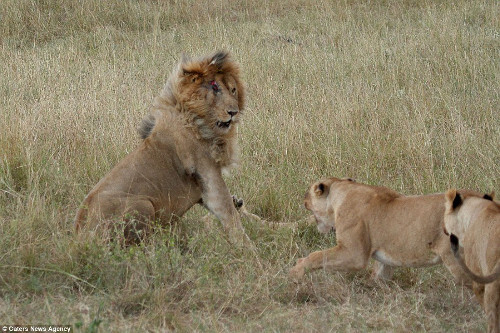 Ban đầu có ba con sư tử cái cùng tấn công ba con sư tử đực.
