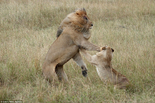 Con sư tử đực bị thương cố gắng để tự vừa tự bảo vệ mình, vừa chiến đấu.