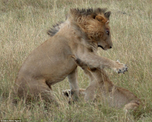 Nhưng vết thương khá nặng, cuối cùng nó đã phải rút lui.