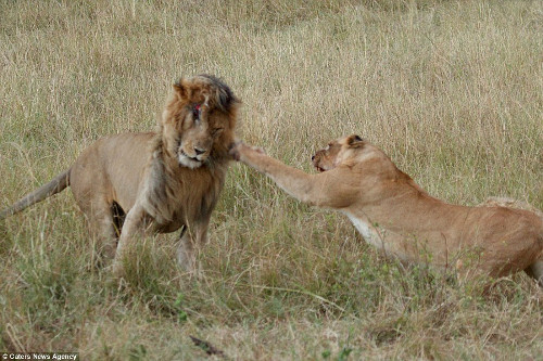 Sau khi bị thương, sư tử đực đã báo hiệu cho sư tử đực khác để phòng thủ.