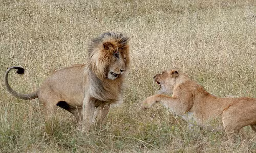 Theo nhiếp ảnh gia người Pháp - Laurent Renaud, một con sư tử cái vô cùng dũng cảm chiến đấu để bảo vệ mình.