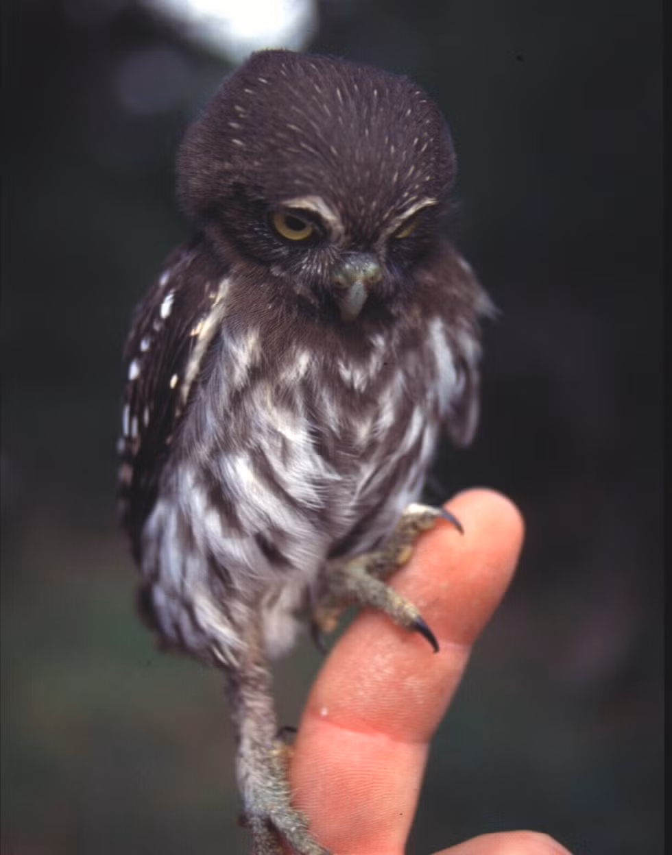 Không biết tại sao cú lại bị nhiều người nghĩ là loài đáng sợ trong khi chúng sở hữu diện mạo đáng yêu đến thế. Đặc biệt là loài cú lùn chỉ cao khoảng 15cm này.