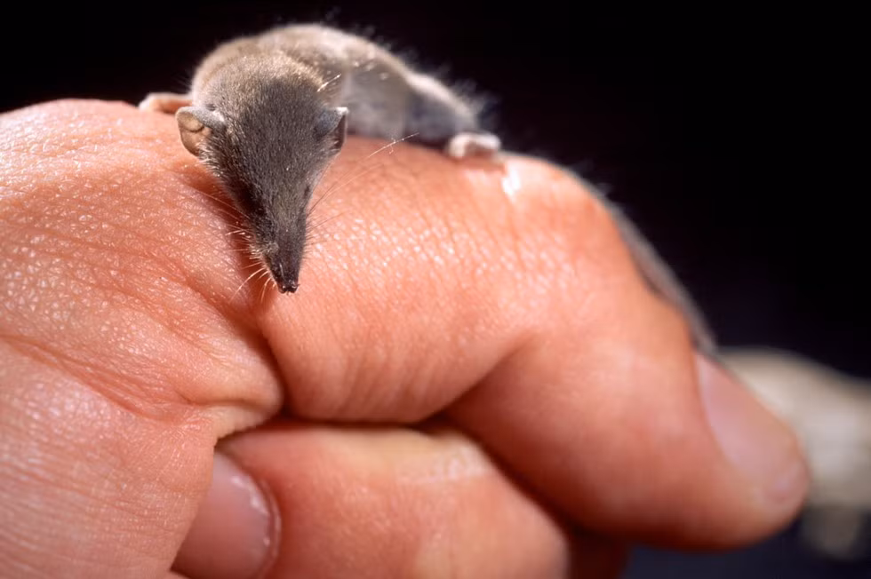 Ngoài việc là loài động vật có vú nhỏ nhất thế giới, chuột chù Etruscan còn nổi tiếng là một trong những thợ săn nhanh nhất.