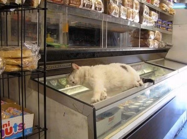 Chú mèo khôn ngoan nằm ngay trên mặt tủ mát để ngủ.