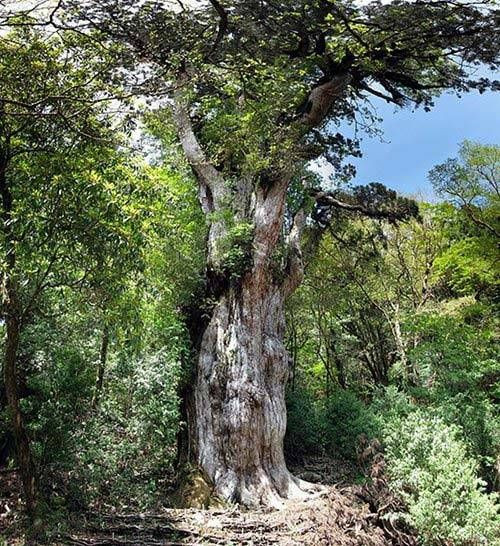 Jomon Sugi, mọc ở Yakushima, Nhật Bản, là cây Cryptomeria lâu đời nhất và lớn nhất trên đảo. Một số chuyên gia tin rằng cây này có thể đã được hơn 5.000 năm tuổi và là cây sống lâu đời nhất thế giới.