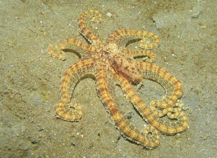 Nhiều loài động vật có khả năng cải trang vô cùng hoàn hảo nhưng tất cả có lẽ đều phải chào thua Thaumoctopus mimicus – một loài bạch tuộc bắt chước thiện nghệ - không chỉ có thể thay đổi màu sắc mà còn thay đổi cả hình dạng của mình.