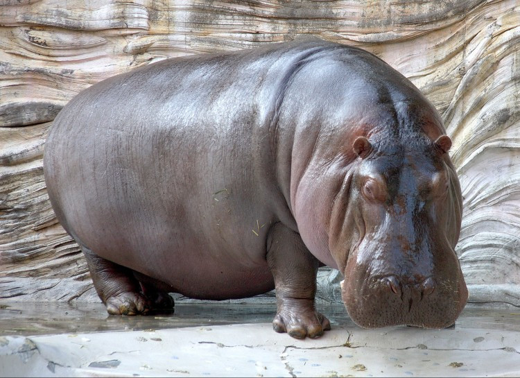 Sống dưới ánh nắng mặt trời gay gắt hàng ngày đòi hỏi một cơ chế bảo vệ thật tốt. Để đương đầu với điều kiện sống này,hà mãđổ ra một loại mồ hôi tương tự như máu nhưng thực chất đó là một chất lỏng có màu có tác dụng như kem chống nắng và kháng sinh bôi ngoài da.