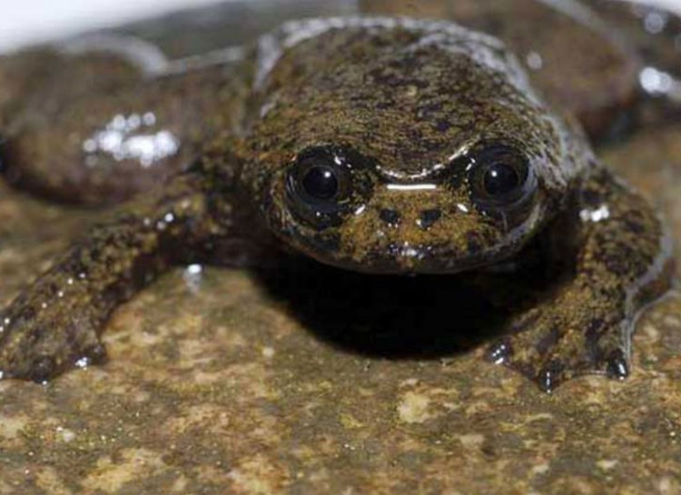 Một trong những chiến lược sinh tồn điên rồ nhất thuộc về ếch Borneo. Qua hàng triệu năm tiến hóa, loài động vật kỳ lạ như ếch Borneo (thường được phát hiện ở Indonesia) đã biến đổi cơ thể để với vùng sông nước lạnh giá của rừng nhiệt đới bằng cách thở qua da, không hề cần đến phổi.