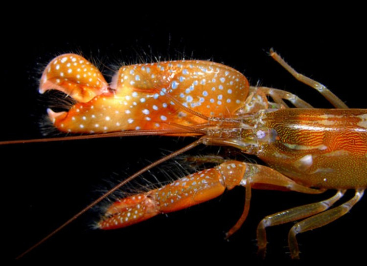 Càng cua của tôm gõ mõ có một bộ phận gần giống như chiếc “búa” có thể di chuyển ngược trở lại vào góc bên phải sau đó bật ra phía trước nhấn vào phần khác của càng. Điều này tạo ra một đợt bong bóng có sức mạnh tới mức làm vỡ kính.