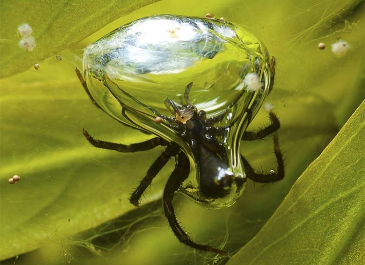 Nhện nước Argyroneta không giăng mạng trên cây như những loài nhện khác mà sống hoàn toàn dưới nước, sử dụng các sợi lông trên chân để tạo các túi khí để sống, duy trì nòi giống, săn mồi và ăn.