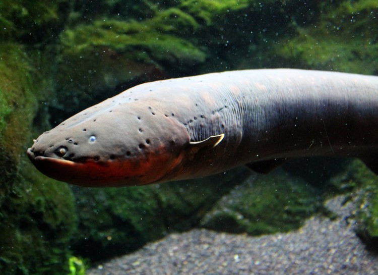 Một nguồn điện 500V sẽ được phóng ra ngay tức khắc khi kẻ thù dám động chạm đếnlươn điện.