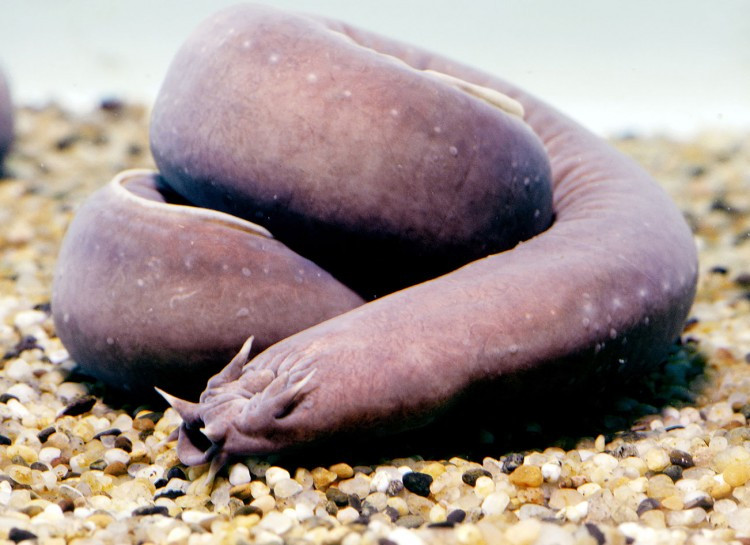 Loài cá mút đá với thân hình gần giống như con lươn này có khả năng tiết ra một loại chất nhờn khiến nó trở nên mềm mại, xoắn lấy cơ thể thành một cái nút và tuột khỏi hàm răng của kẻ săn mồi.