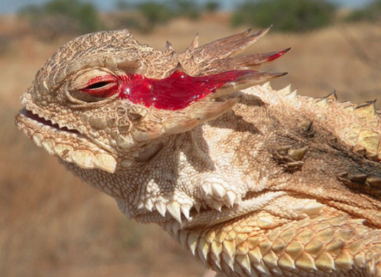 Thằn lằn sừng Texas lại có một cơ chế phòng vệ rợn người bằng cách phun máu ra từ mắt.