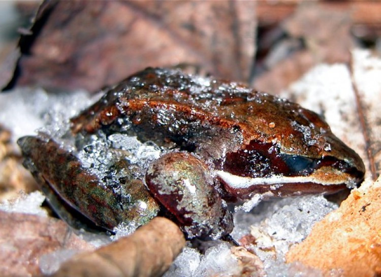 Một trong số ít những con ếch được tìm thấy ở Alaska là ếch gỗ với thời gian ngủ đông trong 2-3 tháng và sống sót trong khí hậu khắc nghiệt. Ở trạng thái ngủ đông, 65% lượng nước trong cơ thể của chúng biến thành băng.