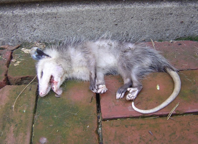 Chồn Opossum tìm cơ hội sống sót bằng cách giả chết cực giỏi, không chỉ dáng vẻ bề ngoài mà thậm chí còn phát ra mùi tử thi thối rữa.