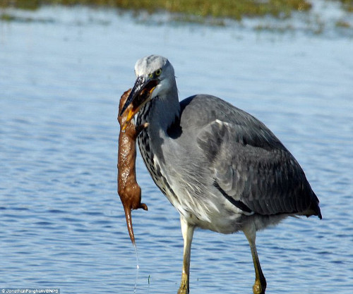 Nhưng do chồn con tấn công vào mỏ nó khiến nó tức giận, cắn lại chồn con.