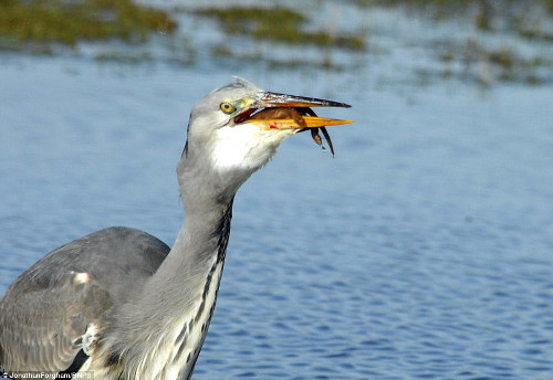 Khi chồn con bất động hoàn toàn, diệc trắng bắt đầu nuốt con mồi.