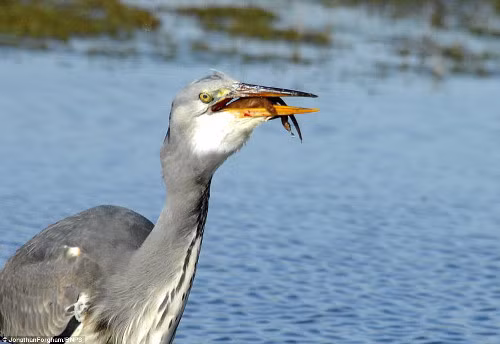 Khi chồn con bất động hoàn toàn, diệc trắng bắt đầu nuốt con mồi.