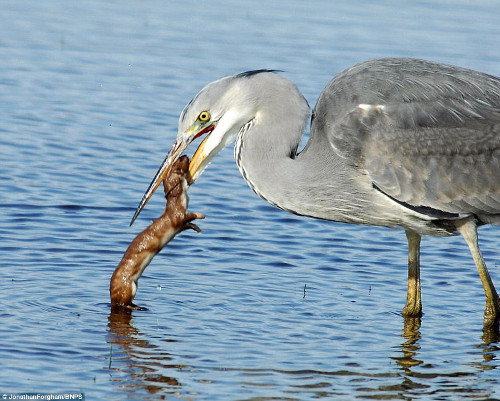 Diệc trắng giận dữ, dùng mỏ cắn vào đầu chồn con rồi bay đến một hồ gần đó để dìm chồn con xuống nước.