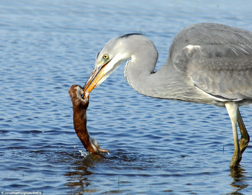 Nhiếp ảnh gia Jonathan Forgham cho biết, lúc đầu diệc trắng không hề có ý định ăn thịt chồn con, mà chỉ cố gắng thoát khỏi nó.