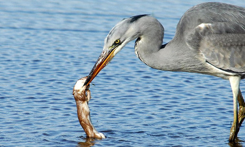 Nhưng dường như quyết định tấn công diệc trắng của chồn con là sự thiếu khôn ngoan.