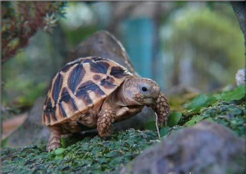 Rùa có tất cả khoảng 300 loài khác nhau.