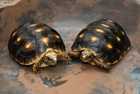 Không phải tất cả các loại rùa đều ngủ đông.