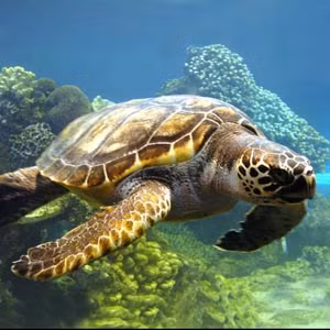 Bạn có thể biết được giới tính của một con rùa dựa vào âm thanh mà nó tạo ra.