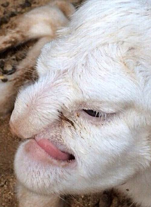 Ky la cuu con co khuon mat nguoi dan ong gian du