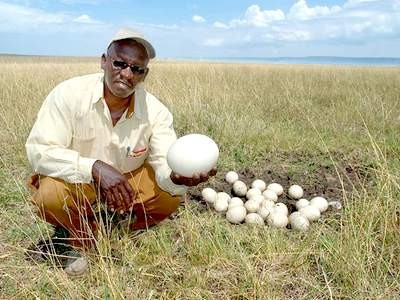 Đà điểu cái có thể nhận ra được trứng của nó thậm chí khi trứng của nó bị trộn lẫn với trứng của những con đà điểu khác. Đà điểu đực, đà điểu cái và đà điểu con có màu sắc khác nhau. Đà điểu đực có màu đen và trắng trong khi đà điểu cái và đà điểu con có màu xám, nâu và trắng