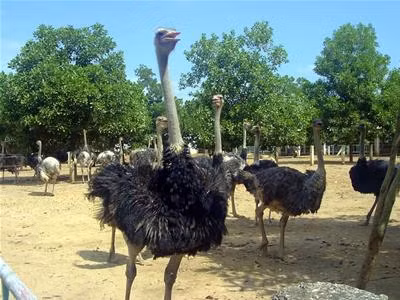 Những con đà điểu trưởng thành có hệ miễn dịch rất tốt nên chúng không dễ dàng bị mắc bệnh.