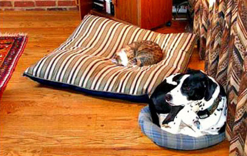 Trên chiếc giường rộng thênh thang, mèo ta ngủ rất ngon giấc. Đối lập với đó là hình ảnh con chó bơ phờ thiếu ngủ trên chiếc giường bé tẹo.