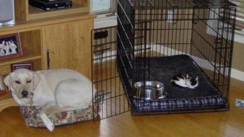 Con chó buồn thiu khi giường của mèo không chỉ rộng rãi, êm ái mà còn được bảo vệ bởi khung sắt.