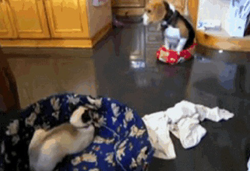 Mặc dù con chó phải ngồi chênh vênh trong chiếc nôi bé xíu thì mèo trắng cũng không cần quan tâm.