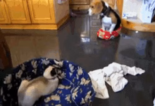 Mặc dù con chó phải ngồi chênh vênh trong chiếc nôi bé xíu thì mèo trắng cũng không cần quan tâm.