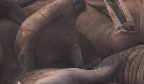 Những túi khí trong cổ hải mã giúp giữ đầu hải mã thở trên mặt nước khi nó ngủ. Tuy nhiên, đôi khi chúng lại chỉ thích ngủ chồng đống lên nhau như thế này.