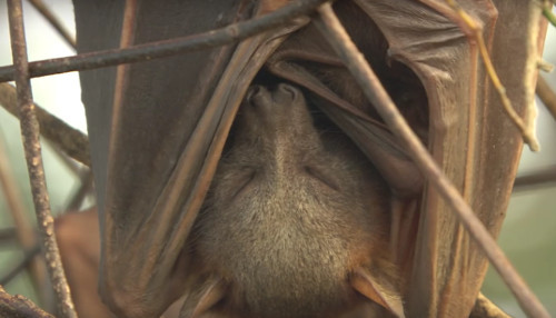 Tư thế ngủ của loài dơi thường là quay đầu xuống dưới và chân bám chắc vào một vật nào đó. Các gân ngón chân cho phép dơi dễ dàng bám chặt vào vật thể.