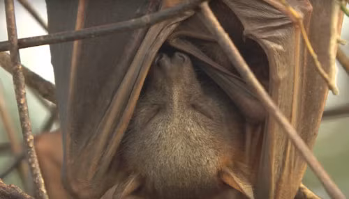 Tư thế ngủ của loài dơi thường là quay đầu xuống dưới và chân bám chắc vào một vật nào đó. Các gân ngón chân cho phép dơi dễ dàng bám chặt vào vật thể.