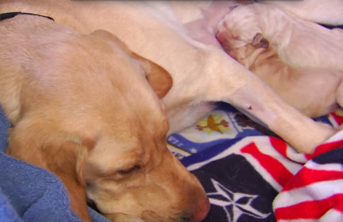 Khi ngủ sâu, loài chó có thể sủa hoặc giật chân.