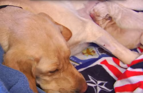 Khi ngủ sâu, loài chó có thể sủa hoặc giật chân.