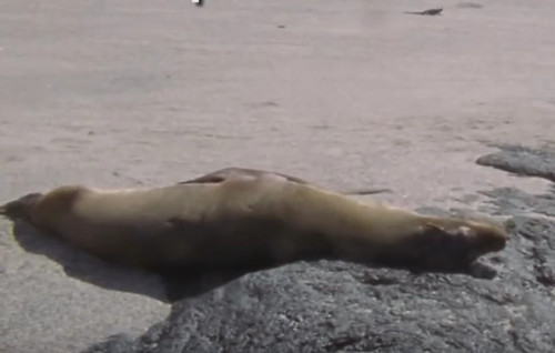 Sư tử biển có thể ngủ ở nhiều tư thế khác nhau. Chúng có thể vừa ngủ vừa bơi được.