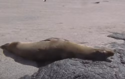 Sư tử biển có thể ngủ ở nhiều tư thế khác nhau. Chúng có thể vừa ngủ vừa bơi được.