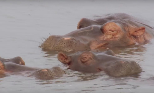 Hà mã thường ngủ chung theo nhóm và ngủ đêm dưới nước. Hà mã có thể trồi lên và hít một hơi sâu sau đó lại lặn xuống. Thậm chí chúng cũng có thể làm vậy khi đang ngủ suốt cả đêm.