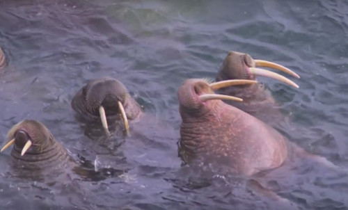  Tư thế ngủ kỳ quặc của động vật khiến người xem không thể nhịn cười. Trong hình là hải mã, một động vật sống ở vùng Bắc cực, khá giống chó biển và có hai răng nanh dài.