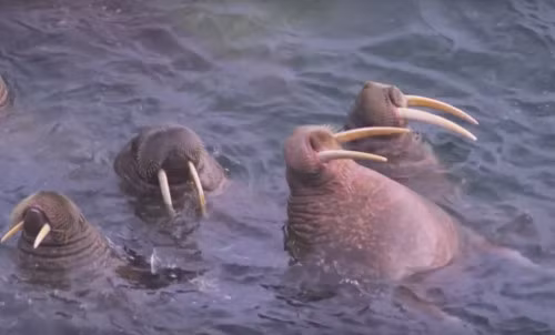  Tư thế ngủ kỳ quặc của động vật khiến người xem không thể nhịn cười. Trong hình là hải mã, một động vật sống ở vùng Bắc cực, khá giống chó biển và có hai răng nanh dài.